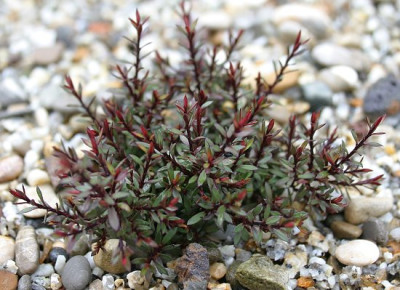 IMG_0808_eLeptospermum_scoparium_Nicholsii_Nanum.JPG