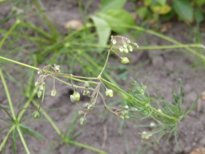 2015-06-17 Spergula 2.jpg