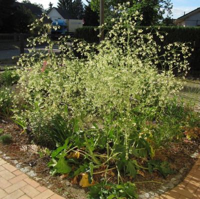 IMG_4669_Crambe_cordifolia_Juni2015_.jpg