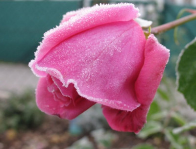 FrostBlossom.JPG