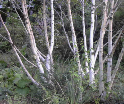 Betula_fetisowiiRimg0044.JPG