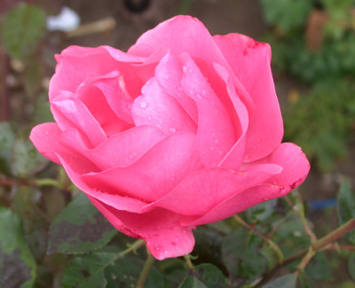 Romanze_S4_20842_94.jpg