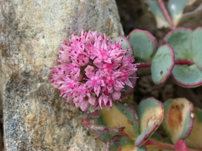 Oktober-Sedum_S3_20844_89.jpg