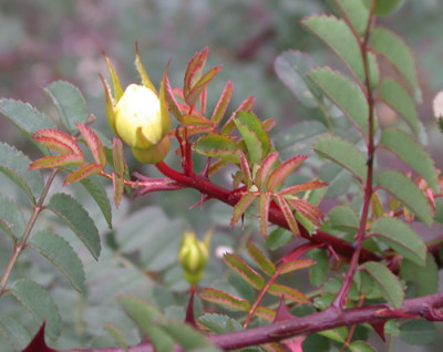 Chin._Goldrose_HR_20877_92.jpg