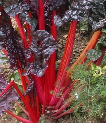 Krautstiel_rot_N_20860_79.jpg