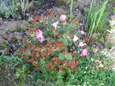 Rhododendron_williamsianum_2.jpg
