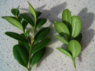 Buxus102.jpg