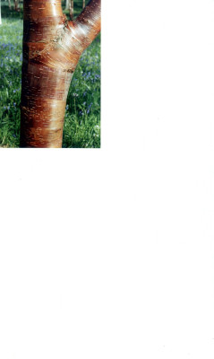 Betula_utilis_var_utilis_1_Wakehurst_04.05.jpg