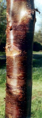 Betula_utilis_var_utilis_dunkel_Wakehurst_04.05.jpg