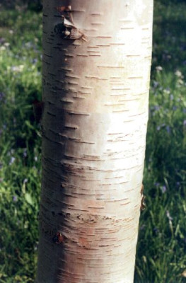 Betula_utilis_var_prattii_Wakehurst_04.05.jpg
