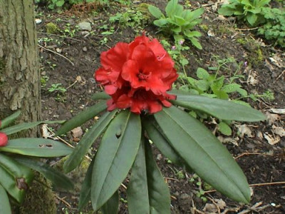 Rhododendron_Grace_Seabrock.jpg