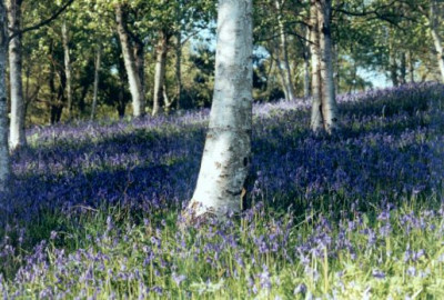 Betulalandschaft_weisser_Stamm_in_Bluebells_Wakehurs_04.05.jpg