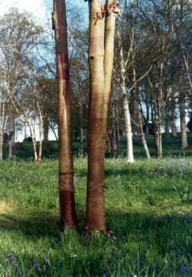 Betula_3_Schlanke_Wakehurst_04.05.jpg