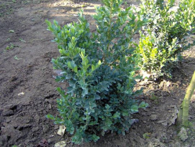 buxus_sempervirens_Charles_copieters_verkleind.JPG