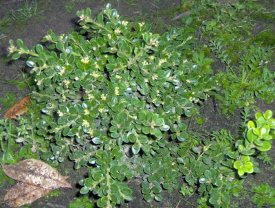 sinica_var_insularis_verkleind.JPG