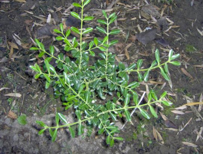 harlandii_Roy_Lancaster_verkleind.JPG