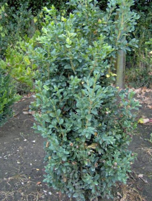 buxus_sempervirens_ipek_verkleind.JPG