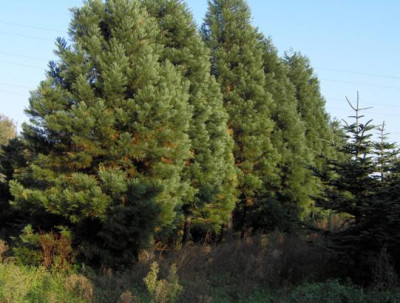 sequoiadendron_groep_klein.JPG