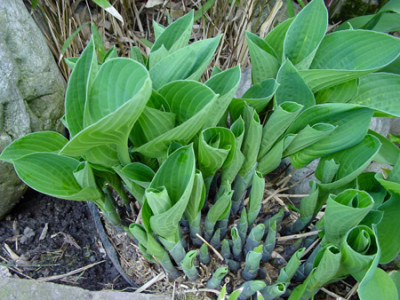 hosta_hyancinthina.jpg