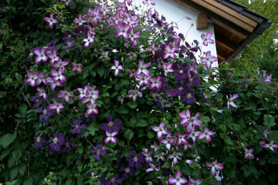 Cl.vit.Tango0208c.jpg