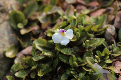 Mazus radicans.jpg