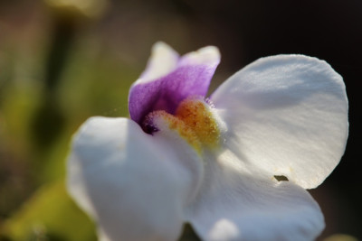 Mazus radicans Blüte.jpg