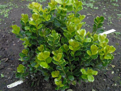 harlandii_richard_verkleind.JPG