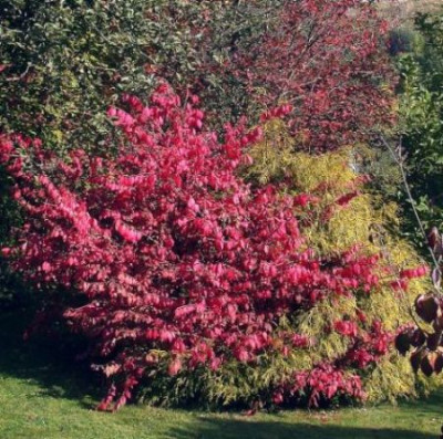 Herbstfarbe_18.100023.jpg