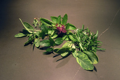 kraeuter_N15833.jpg