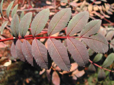 sorbusleaf.jpg