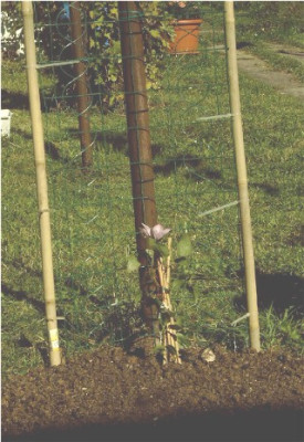 Hagley_Hybrid_2.jpg