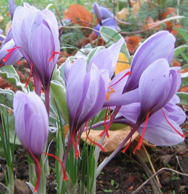 CrocusSativus20051208_02.jpg