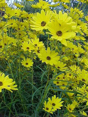 Helianthus_salicifolius.jpg
