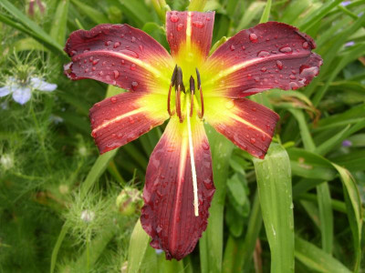 SS853959_violett.JPG