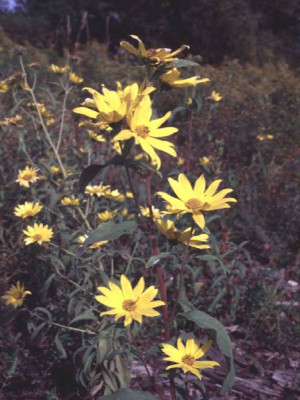 Helianthus_maximilianii.jpg