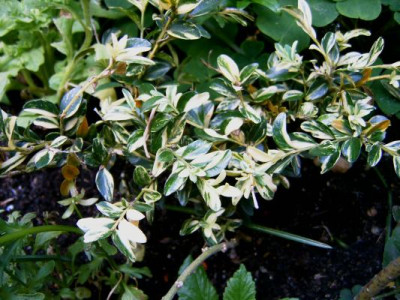 B._semp._aurea_pendula.jpg