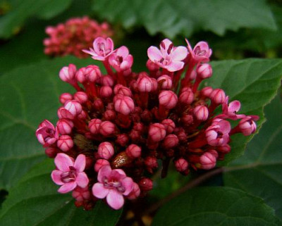 Irms_Cl._bungei.jpg