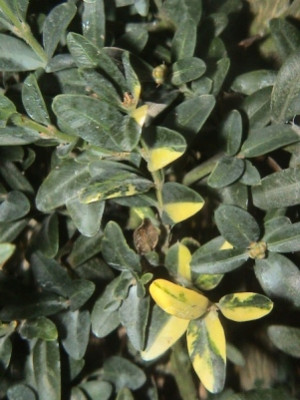 buxus_sport.JPG