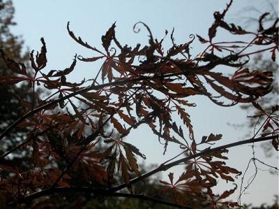 acer.jpg