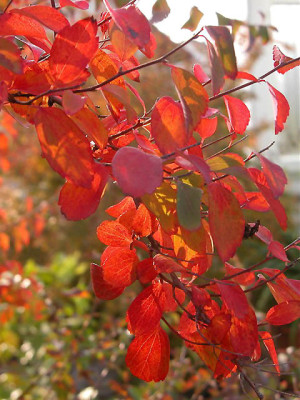 spirea42922.jpg