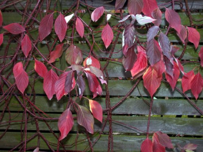 Cornus_sibirica_10011.jpg