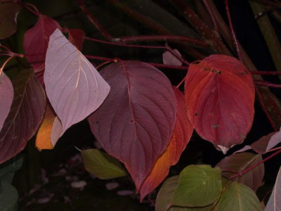 Cornus_sibirica_20011.jpg