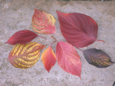 Cornus_sibirica_Herbstblatter0011.jpg