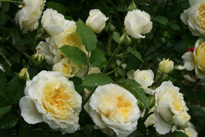 Rose The Pilgrim381b.jpg
