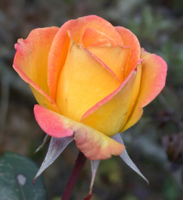 Rouge_et_Or_S2_20962_94.jpg