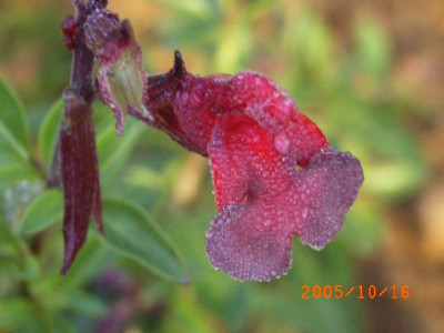 Salvia_Smokey_Elisa_3.JPG