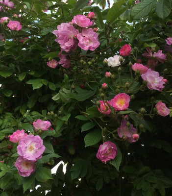 10062015 garten 9.png