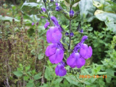 Salvia_chamaedr._violett.JPG