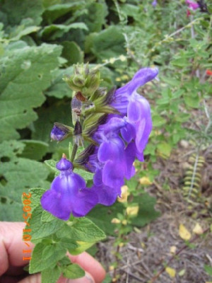 S._chamaedryoides_dunkleres_violett.JPG