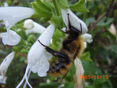 Verkl._ehrliche_Hummel.JPG